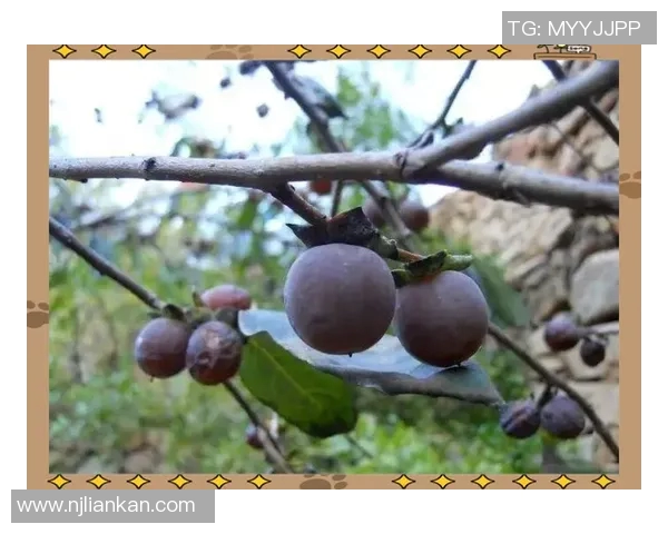 果园中的四季变迁与农业可持续发展探索